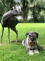 Bobby auf der Wiese
