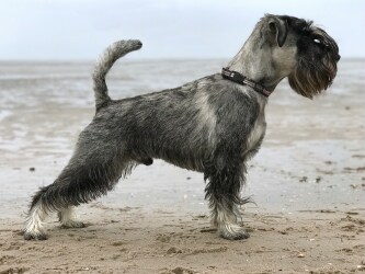 Bobby Standbild am Strand