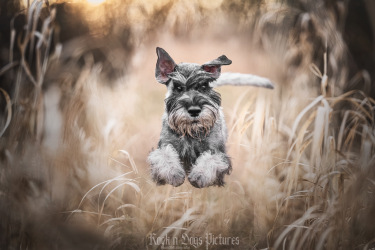 Eddy springt durch das Feld