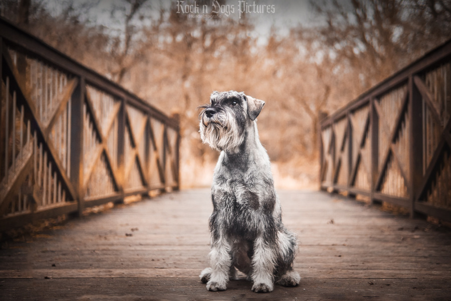 Eddy sitzt auf der Brücke
