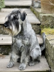Eddy sitzt auf der Treppe