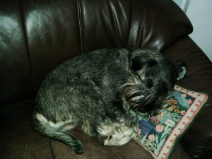 Niko auf Sofa